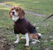 Fashion Plush Cotton Pet Hoodie Hooded Sweater